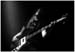 BASS1